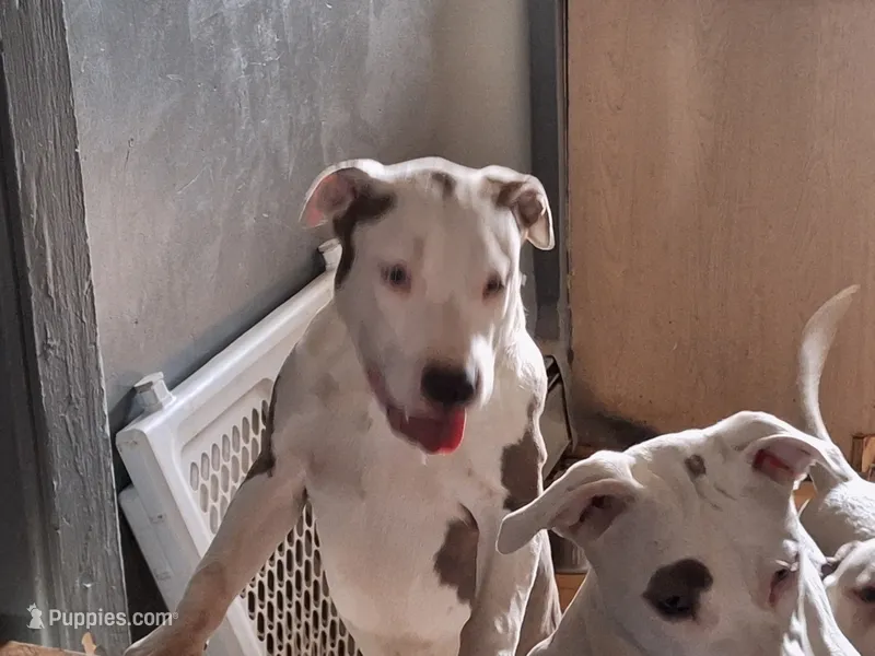 Roscoe – American Staffordshire Terrier puppy for sale in Harrisburg, PA