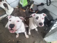 Roscoe, a male American Staffordshire Terrier for sale in Harrisburg, PA – 6 of 9