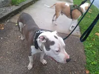 Roscoe, a male American Staffordshire Terrier for sale in Harrisburg, PA – 2 of 9