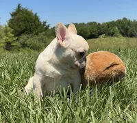 Lance- Cream, a male French Bulldog for sale in Richmond, KY – 4 of 5