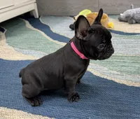 Annie- Brindle , a female French Bulldog for sale in Richmond, KY – 5 of 6