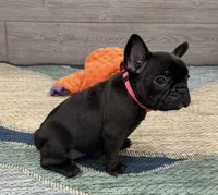 Annie- Brindle , a female French Bulldog for sale in Richmond, KY – 4 of 6