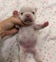 Lucky- Cream, a male French Bulldog for sale in Richmond, KY – 2 of 5