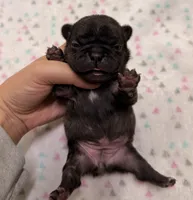 Lola- Black, a female French Bulldog for sale in Richmond, KY – 5 of 5