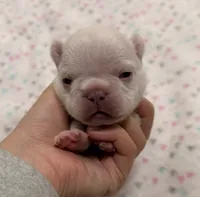 Lucky- Cream, a male French Bulldog for sale in Richmond, KY – 3 of 5