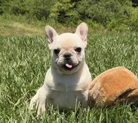 Lance- Cream, a male French Bulldog for sale in Richmond, KY – 1 of 5
