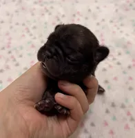 Lola- Black, a female French Bulldog for sale in Richmond, KY – 4 of 5