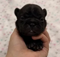 Libby- Black, a female French Bulldog for sale in Richmond, KY – 1 of 5