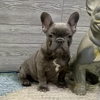Eloise-Blue, a female French Bulldog for sale in Richmond, KY – Photo 1 of 4