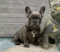 Eloise-Blue, a female French Bulldog for sale in Richmond, KY – Photo 1 of 4