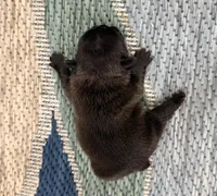 Annie- Black, a female French Bulldog for sale in Richmond, KY – Photo 3 of 4