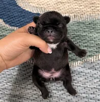 Annie- Black, a female French Bulldog for sale in Richmond, KY – Photo 2 of 4