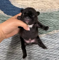 Annie- Black, a female French Bulldog for sale in Richmond, KY – Photo 4 of 4