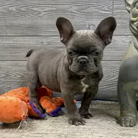 Eloise-Blue, a female French Bulldog for sale in Richmond, KY – Photo 3 of 4