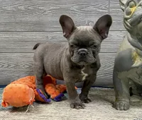 Eloise-Blue, a female French Bulldog for sale in Richmond, KY – Photo 3 of 4
