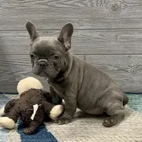 Eloise-Blue, a female French Bulldog for sale in Richmond, KY – Photo 4 of 4