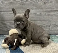 Eloise-Blue, a female French Bulldog for sale in Richmond, KY – Photo 4 of 4