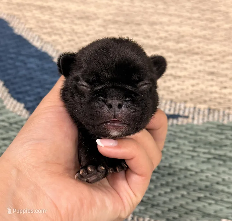 Annie- Black – French Bulldog puppy for sale in Richmond, KY