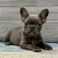 Eloise-Blue, a female French Bulldog for sale in Richmond, KY – Photo 2 of 4