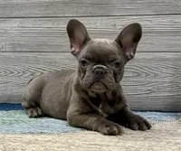 Eloise-Blue, a female French Bulldog for sale in Richmond, KY – Photo 2 of 4