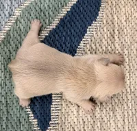 Eli- Blue Fawn, a male French Bulldog for sale in Richmond, KY – Photo 4 of 4