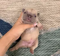 Eli- Blue Fawn, a male French Bulldog for sale in Richmond, KY – Photo 3 of 4