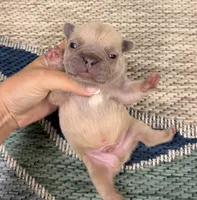 Eli- Blue Fawn, a male French Bulldog for sale in Richmond, KY – Photo 2 of 4