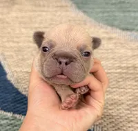 Eli- Blue Fawn, a male French Bulldog for sale in Richmond, KY – Photo 1 of 4