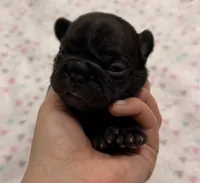 Libby- Black, a female French Bulldog for sale in Richmond, KY – 2 of 5