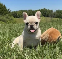 Lance- Cream, a male French Bulldog for sale in Richmond, KY – 3 of 5