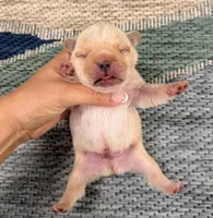 Andy- Cream, a male French Bulldog for sale in Richmond, KY – Photo 3 of 4