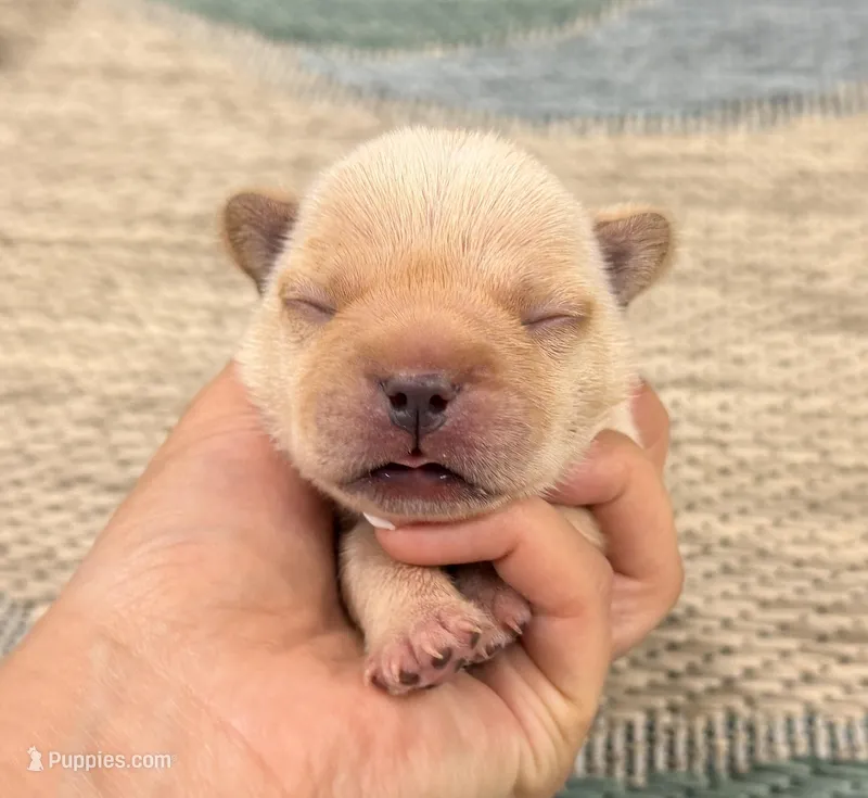 Andy- Cream – French Bulldog puppy for sale in Richmond, KY