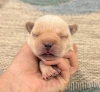 Andy- Cream, a male French Bulldog for sale in Richmond, KY – Photo 1 of 4