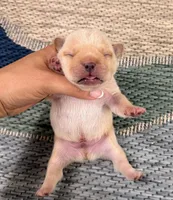 Andy- Cream, a male French Bulldog for sale in Richmond, KY – Photo 2 of 4