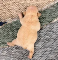 Andy- Cream, a male French Bulldog for sale in Richmond, KY – Photo 4 of 4