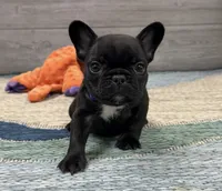 Alice 🐾Brindle🐾BGF, a female French Bulldog for sale in Richmond, KY – 4 of 5