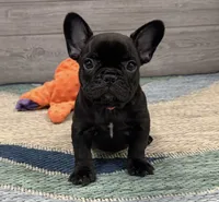 Annie- Brindle , a female French Bulldog for sale in Richmond, KY – 3 of 6