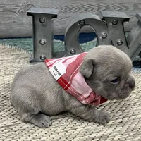 Storm- LILAC, a male French Bulldog for sale in Richmond, KY – Photo 4 of 4