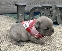 Storm- LILAC, a male French Bulldog for sale in Richmond, KY – Photo 4 of 4