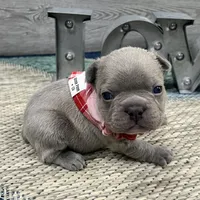 Storm- LILAC, a male French Bulldog for sale in Richmond, KY – Photo 2 of 4