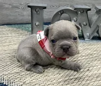 Storm- LILAC, a male French Bulldog for sale in Richmond, KY – Photo 2 of 4
