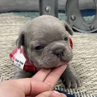 Storm- LILAC, a male French Bulldog for sale in Richmond, KY – Photo 3 of 4