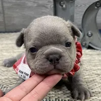 Storm- LILAC, a male French Bulldog for sale in Richmond, KY – Photo 1 of 4