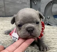 Storm- LILAC, a male French Bulldog for sale in Richmond, KY – Photo 1 of 4