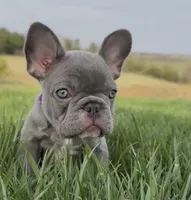 Skye- LILAC, a female French Bulldog for sale in Richmond, KY – Photo 2 of 2