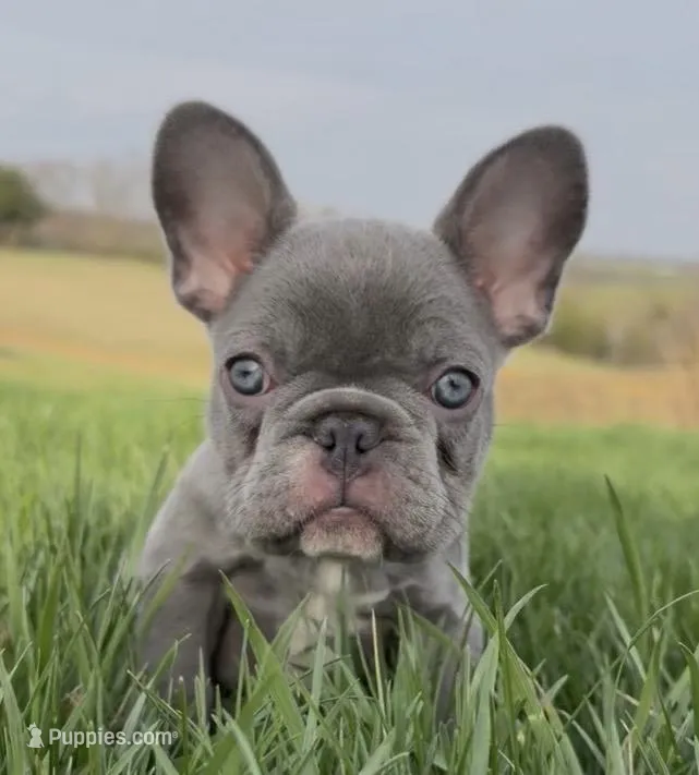 Skye- LILAC – French Bulldog puppy for sale in Richmond, KY