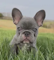 Skye- LILAC, a female French Bulldog for sale in Richmond, KY – Photo 1 of 2