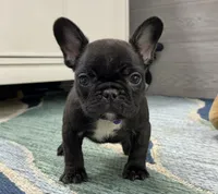 Alice 🐾Brindle🐾BGF, a female French Bulldog for sale in Richmond, KY – 3 of 5