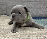 Pluto- LILAC, a male French Bulldog for sale in Richmond, KY – Photo 2 of 4