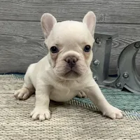 Simon- Cream, a female French Bulldog for sale in Richmond, KY – Photo 1 of 4